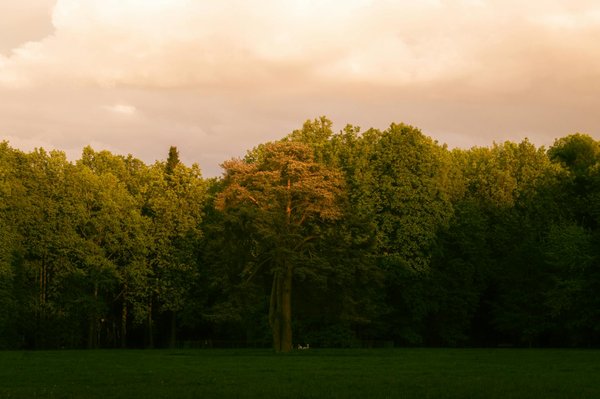 Probiotiques pour bien-être féminin : votre allié naturel